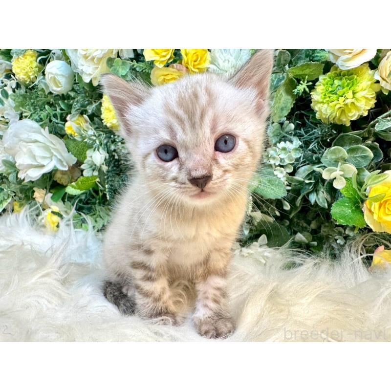 成約済の愛媛県のベンガル-130550の5枚目