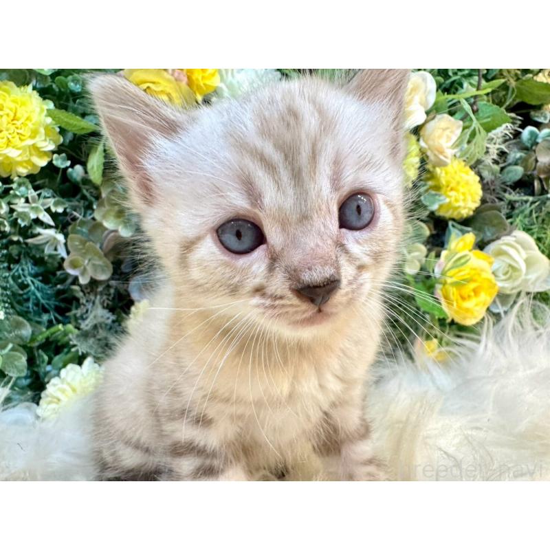 成約済の愛媛県のベンガル-130550の4枚目