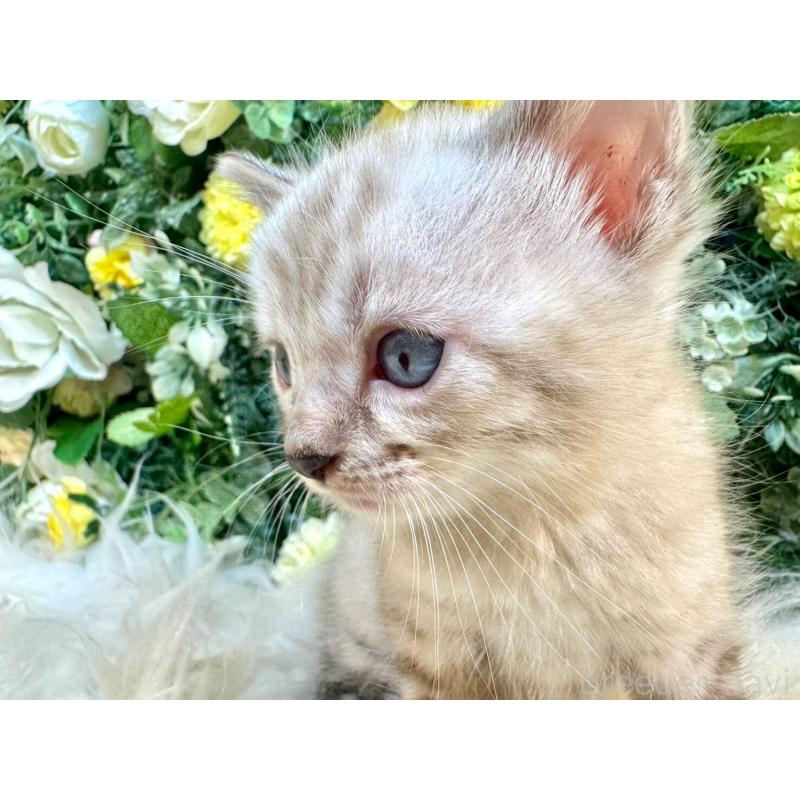 成約済の愛媛県のベンガル-130550の3枚目