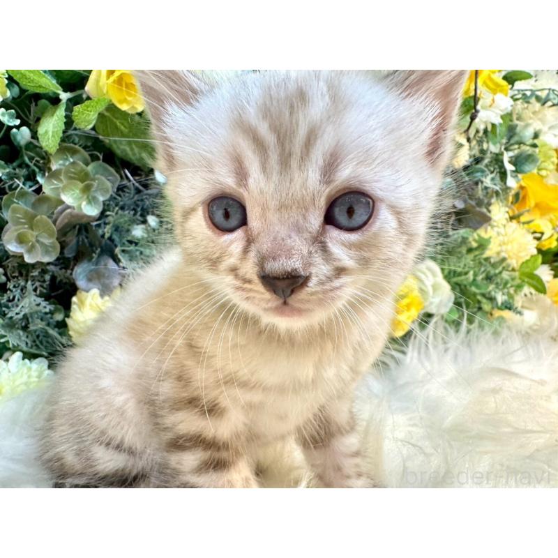 成約済の愛媛県のベンガル-130550の2枚目