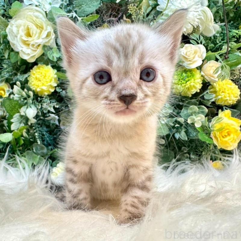 販売中の愛媛県のベンガル-130550