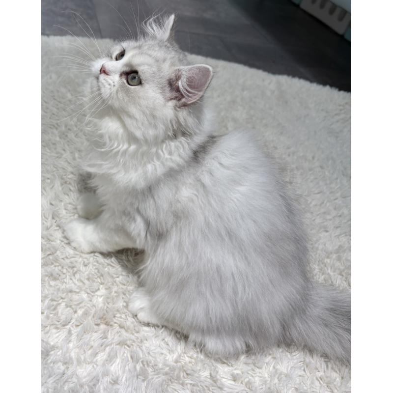 販売中の東京都のミヌエット-126331の4枚目