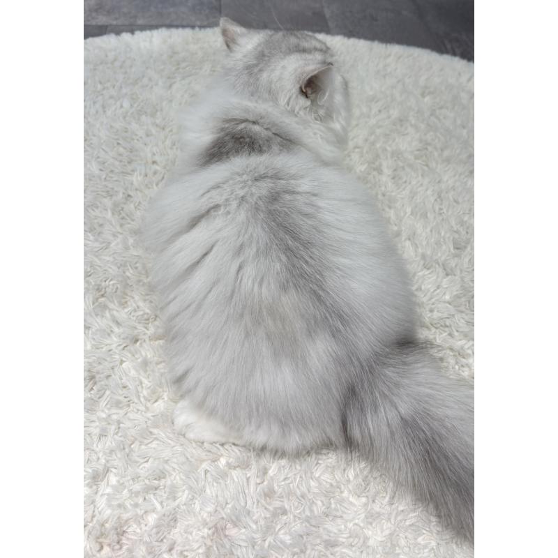 販売中の東京都のミヌエット-126331の3枚目