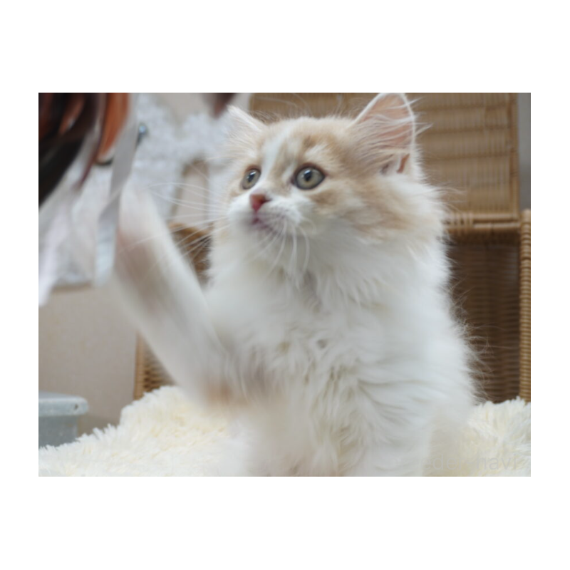 販売中の茨城県のスコティッシュフォールド-130553の4枚目