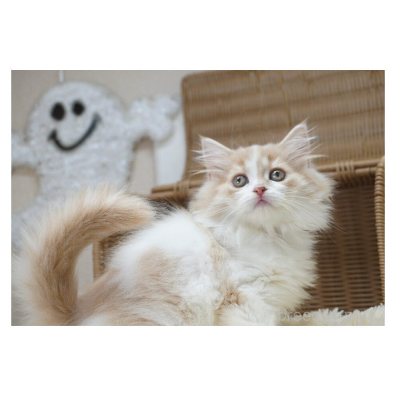 販売中の茨城県のスコティッシュフォールド-130553の3枚目