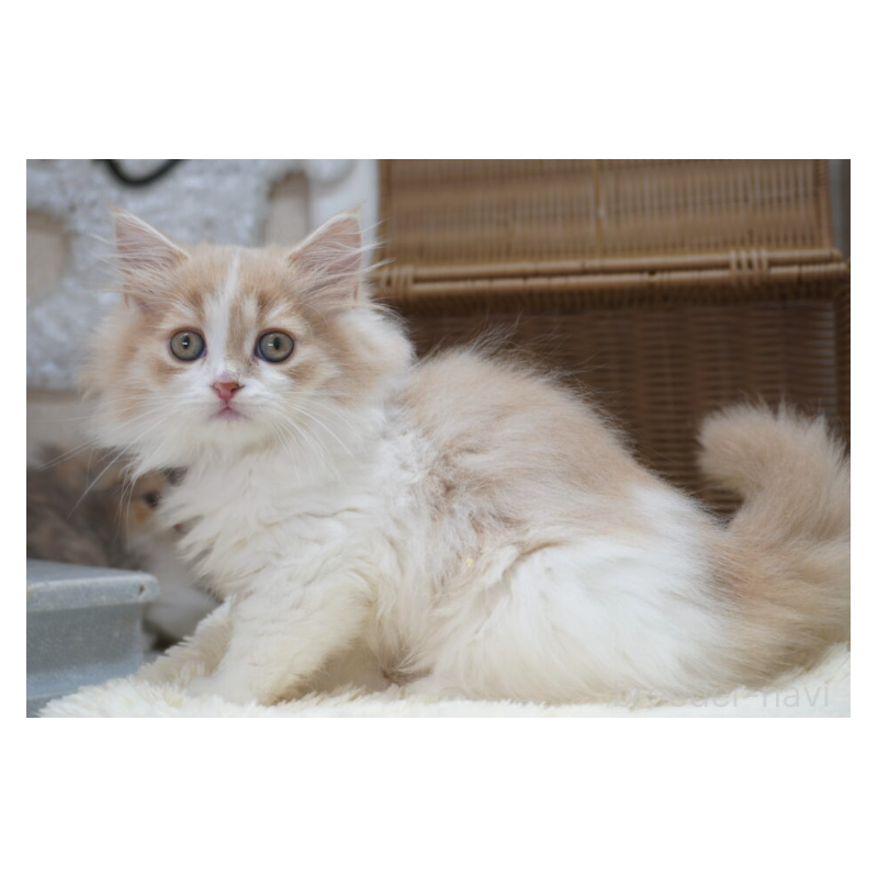 販売中の茨城県のスコティッシュフォールド-130553の2枚目