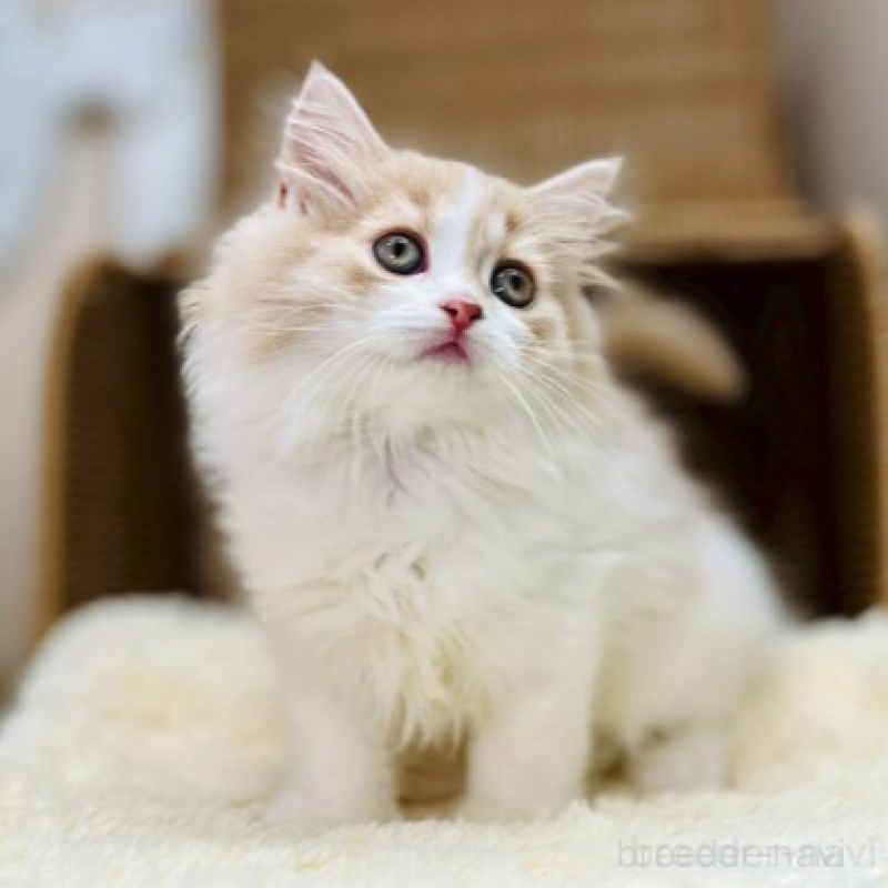 販売中ののスコティッシュフォールド-130553