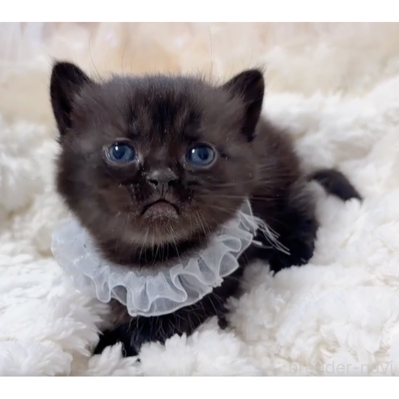 販売中の群馬県のマンチカン(短足)-130554の2枚目