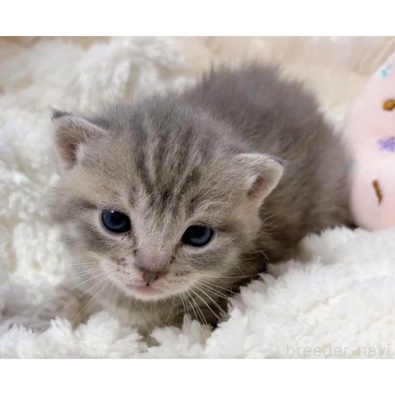 販売中の群馬県のマンチカン-130555の2枚目