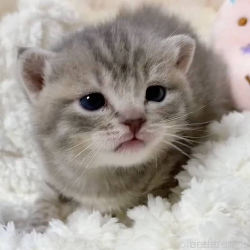 販売中の群馬県のマンチカン-130555の1枚目