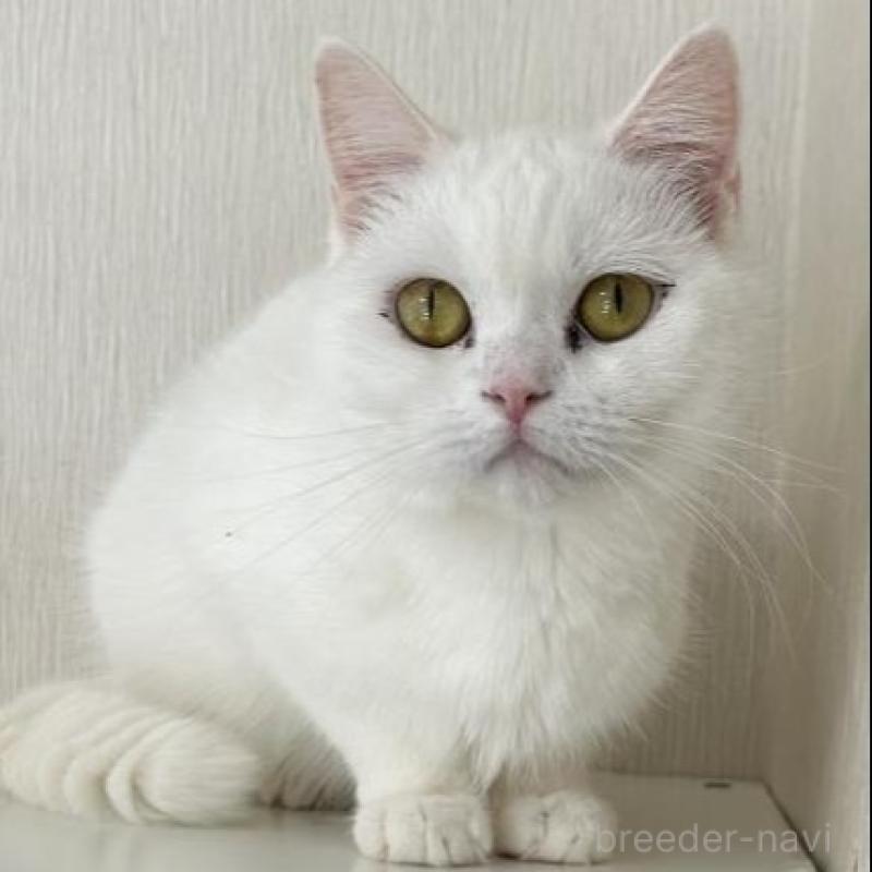 販売中の兵庫県のスコティッシュフォールド-30151の1枚目