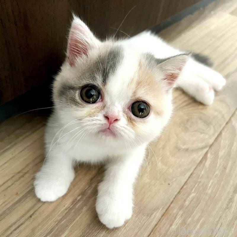 販売中ののエキゾチックショートヘア-130556