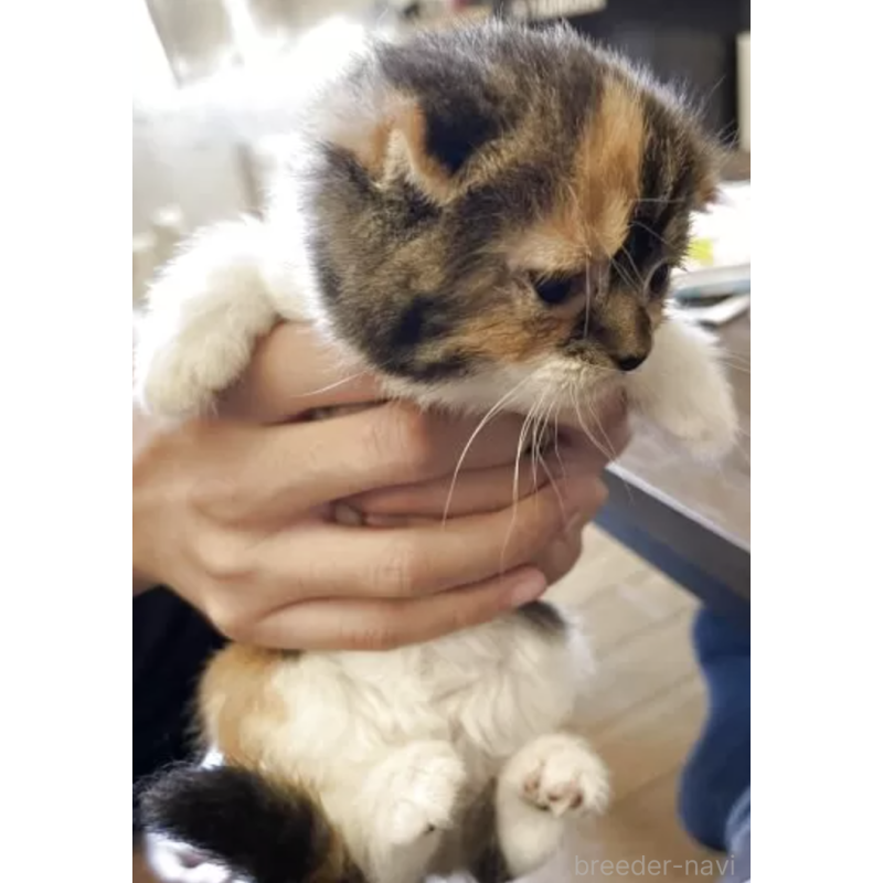 販売中の岡山県のスコティッシュフォールド(折れ耳)-130557の2枚目