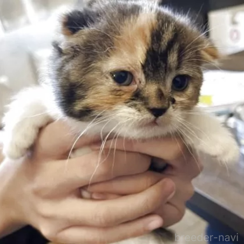 販売中の岡山県のスコティッシュフォールド(折れ耳)-130557