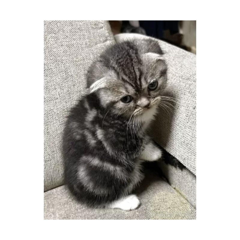 販売中の岡山県のスコティッシュフォールド(折れ耳)-130558の2枚目