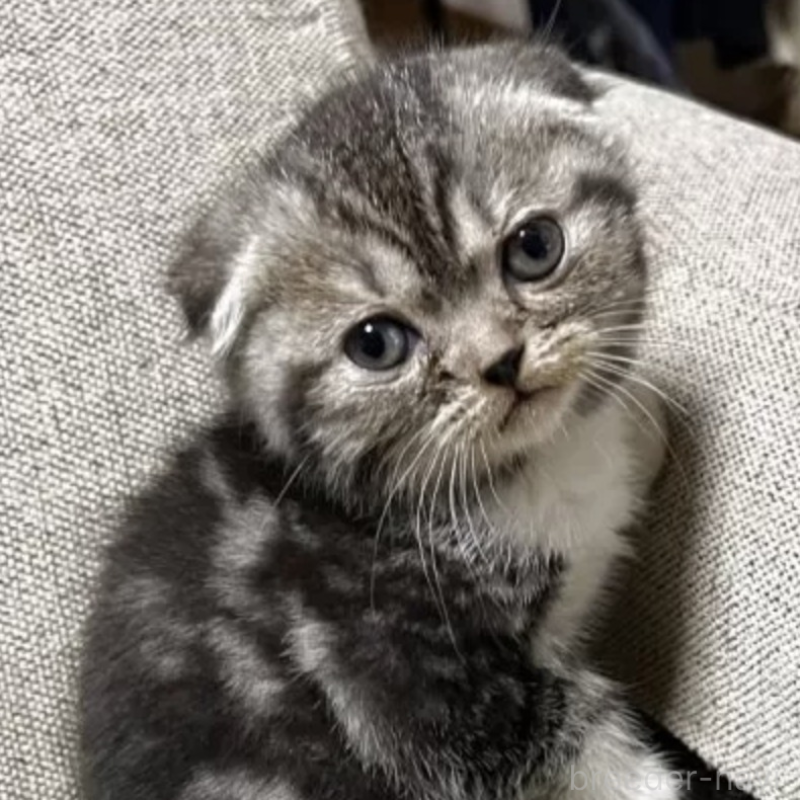 販売中の岡山県のスコティッシュフォールド(折れ耳)-130558