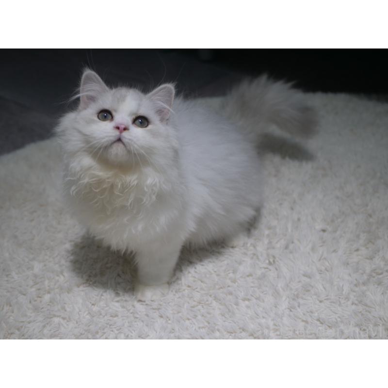 販売中の東京都のミヌエット-126332の5枚目