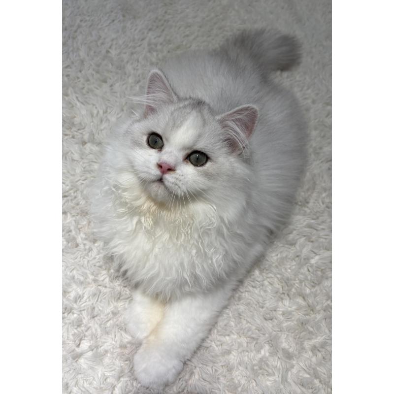 販売中の東京都のミヌエット-126332の4枚目