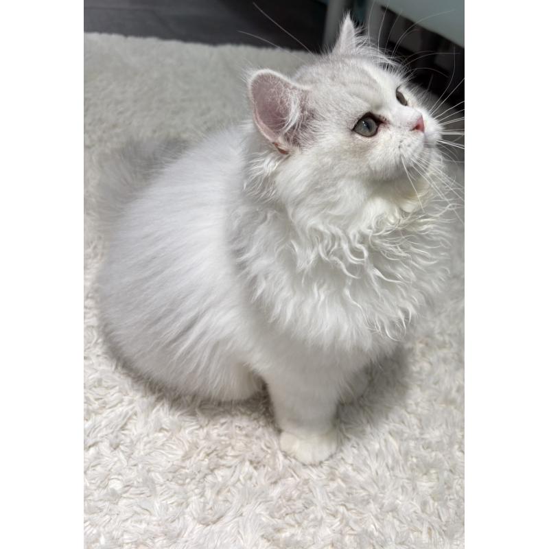 販売中の東京都のミヌエット-126332の3枚目