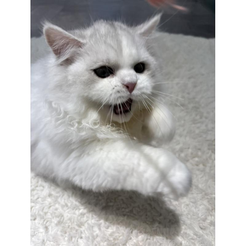 販売中の東京都のミヌエット-126332の2枚目