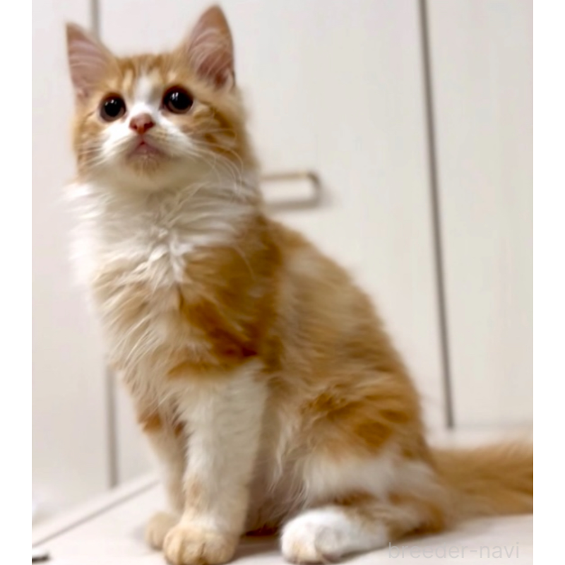 販売中の京都府のマンチカン-130559の6枚目