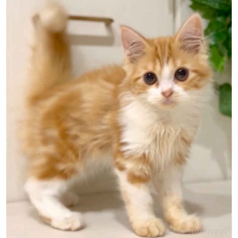 販売中の京都府のマンチカン-130559の5枚目