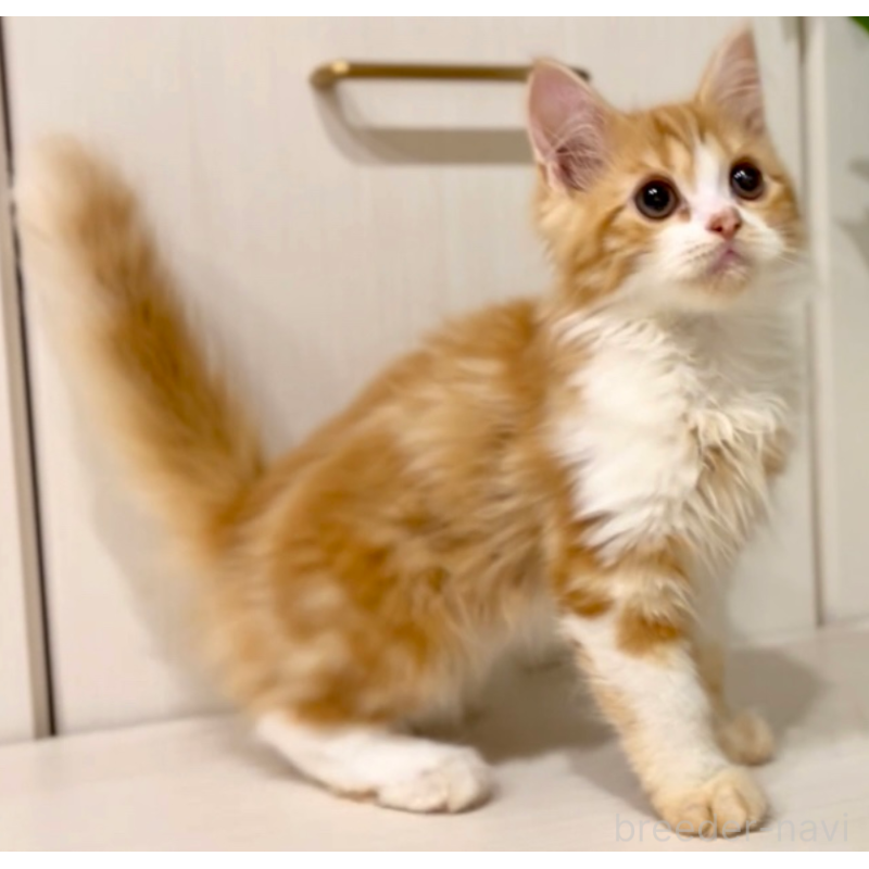 販売中の京都府のマンチカン-130559の4枚目