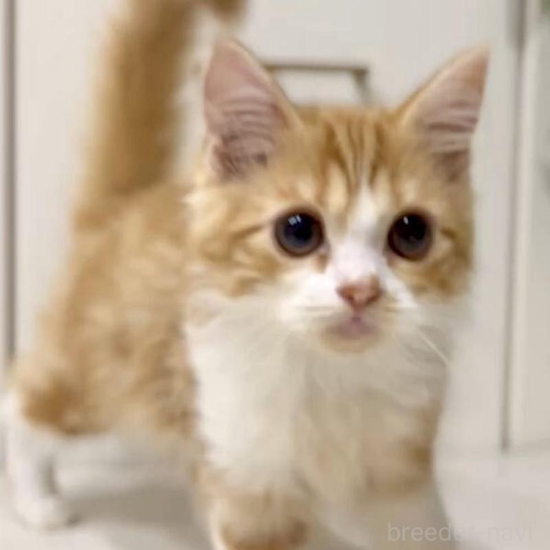 販売中の京都府のマンチカン-130559の3枚目