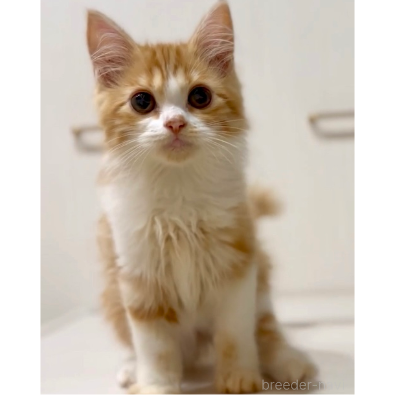 販売中の京都府のマンチカン-130559の2枚目