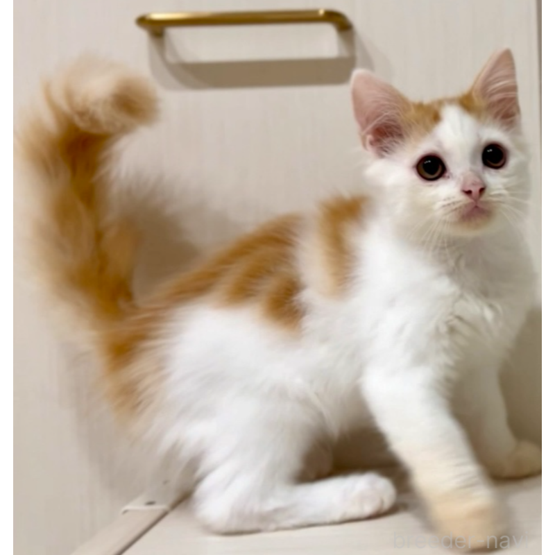 販売中の京都府のマンチカン-130560の6枚目