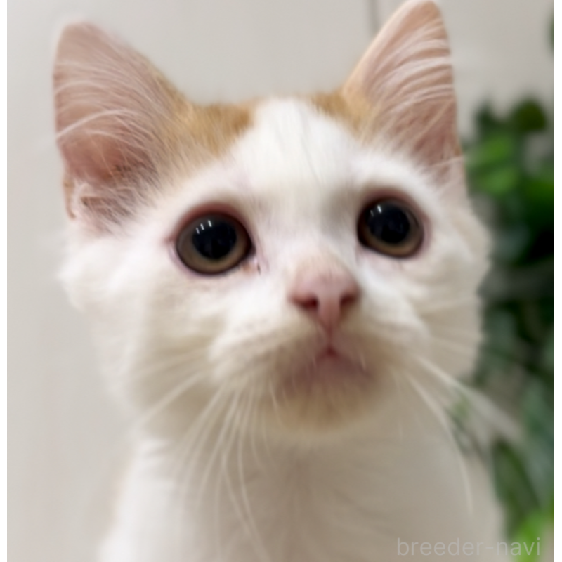 販売中の京都府のマンチカン-130560の5枚目