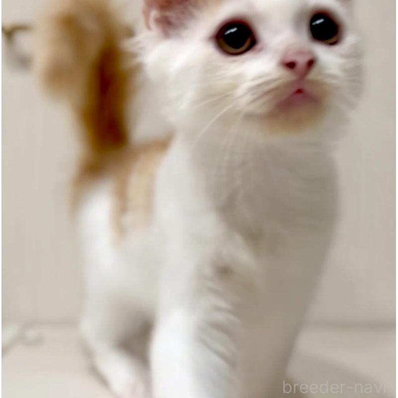 販売中の京都府のマンチカン-130560の3枚目