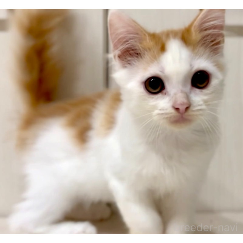 販売中の京都府のマンチカン-130560の2枚目