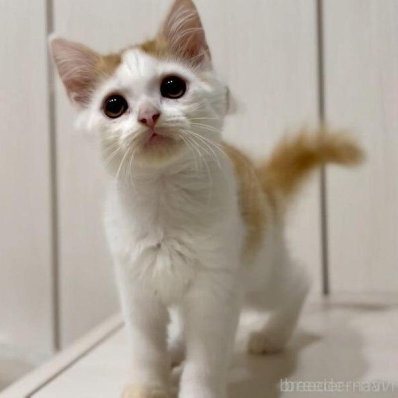 販売中の京都府のマンチカン-130560