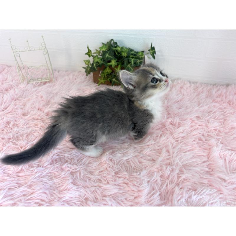 成約済の福島県のマンチカン(短足)-130561の13枚目