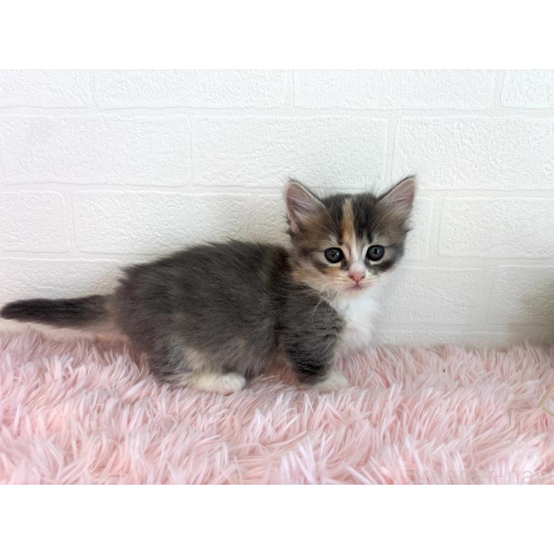 成約済の福島県のマンチカン(短足)-130561の12枚目