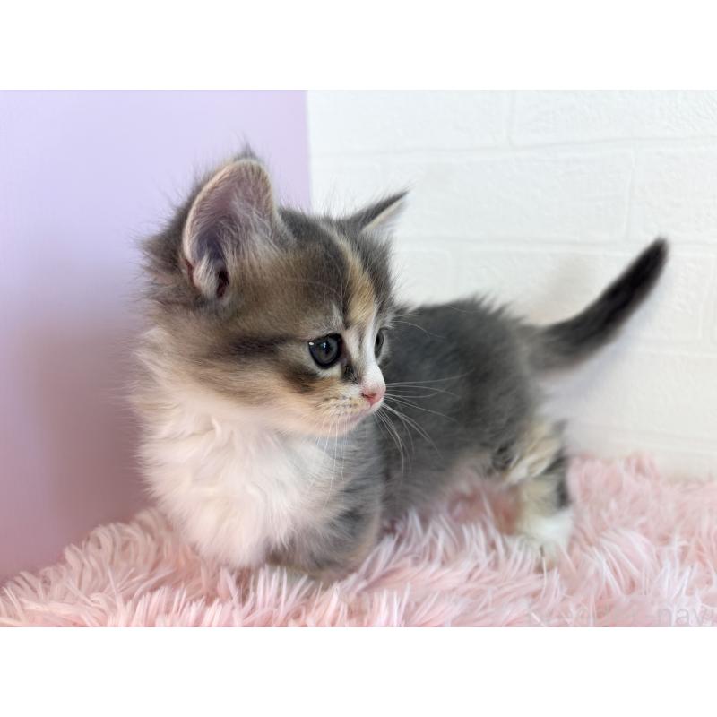 成約済の福島県のマンチカン(短足)-130561の11枚目