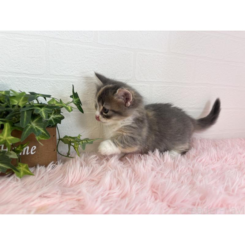 成約済の福島県のマンチカン(短足)-130561の10枚目