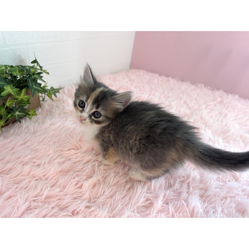 成約済の福島県のマンチカン(短足)-130561の9枚目