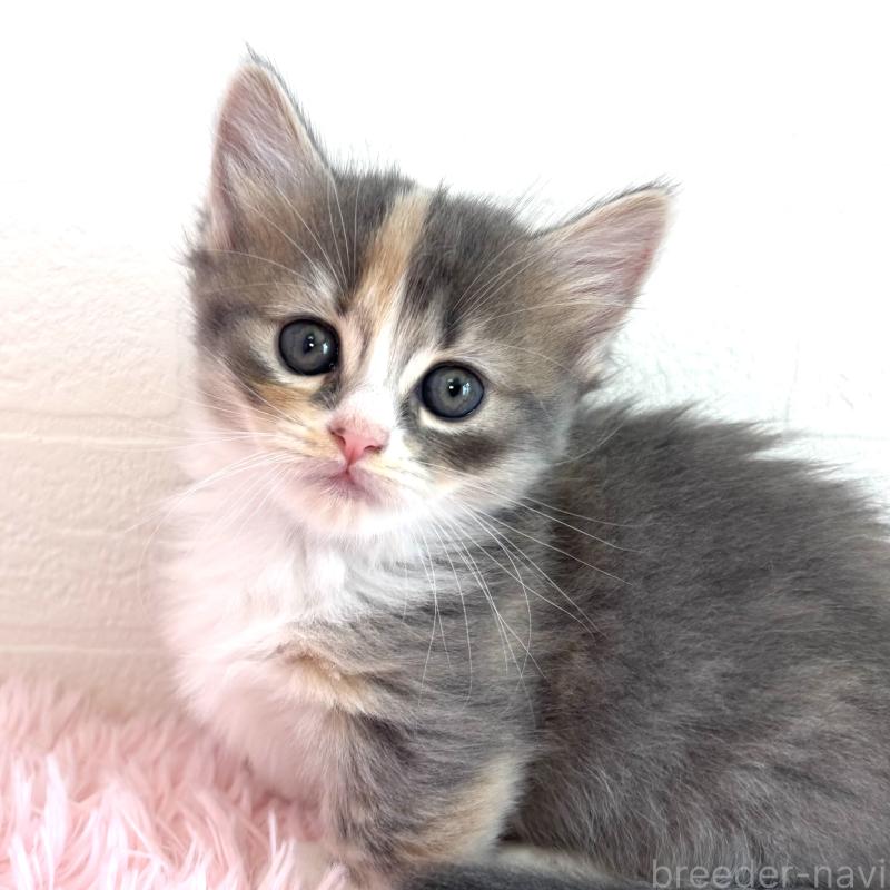 販売中の福島県のマンチカン(短足)-130561