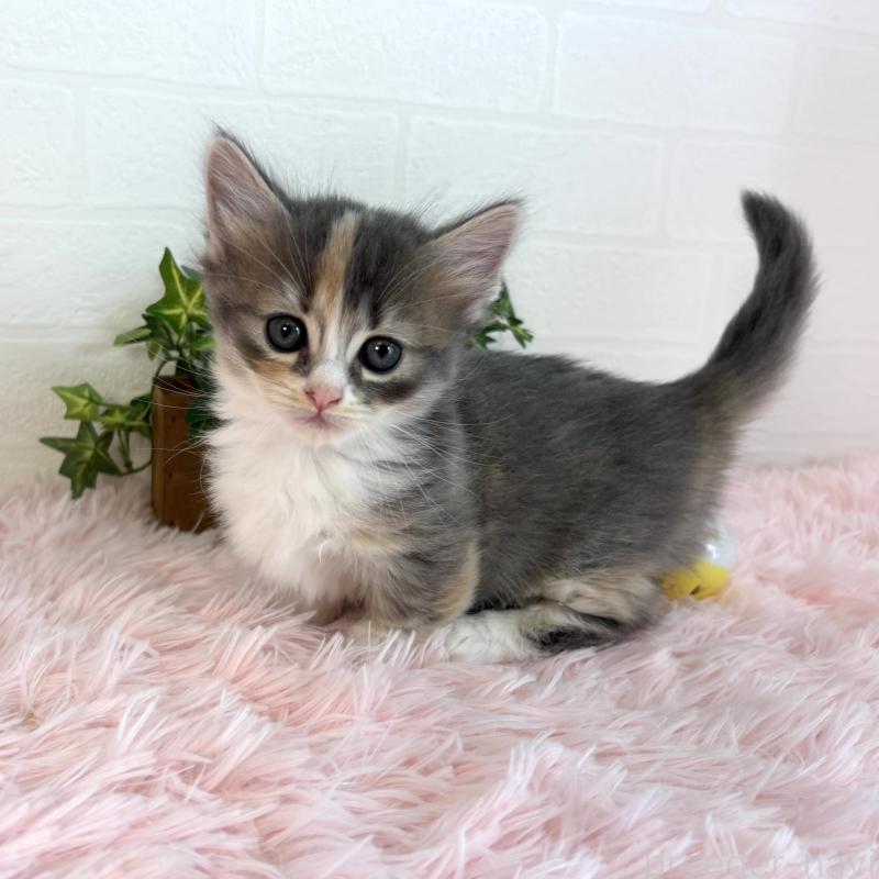 成約済の福島県のマンチカン(短足)-130561の8枚目