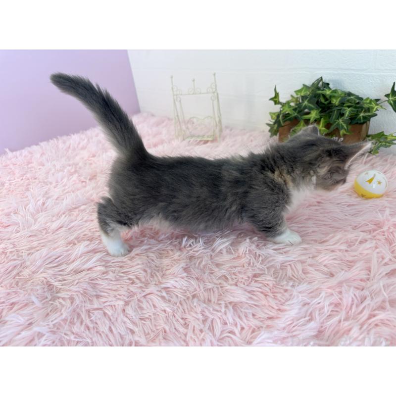 成約済の福島県のマンチカン(短足)-130561の7枚目