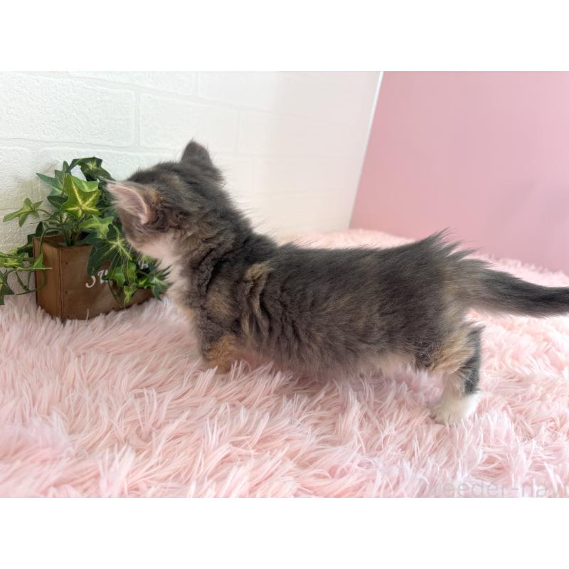 成約済の福島県のマンチカン(短足)-130561の6枚目