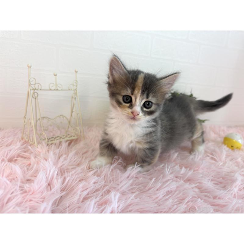 成約済の福島県のマンチカン(短足)-130561の5枚目