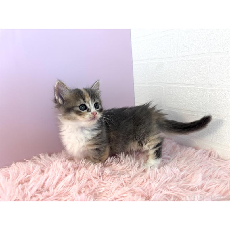 成約済の福島県のマンチカン(短足)-130561の4枚目