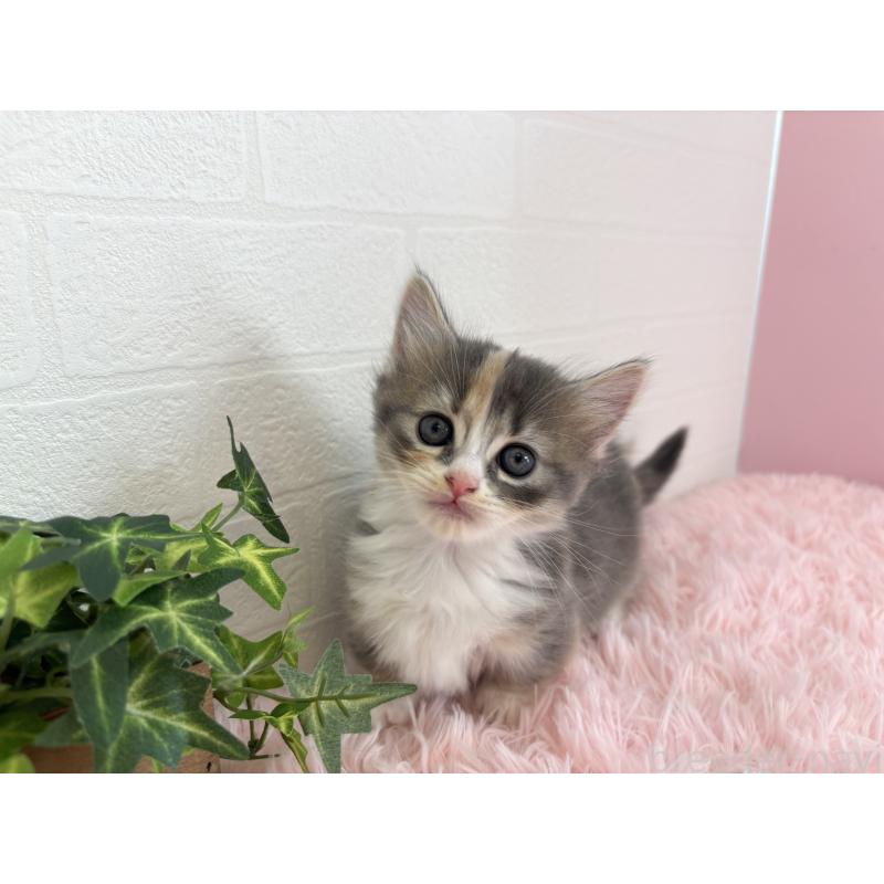 成約済の福島県のマンチカン(短足)-130561の3枚目