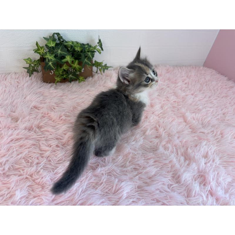 成約済の福島県のマンチカン(短足)-130561の2枚目