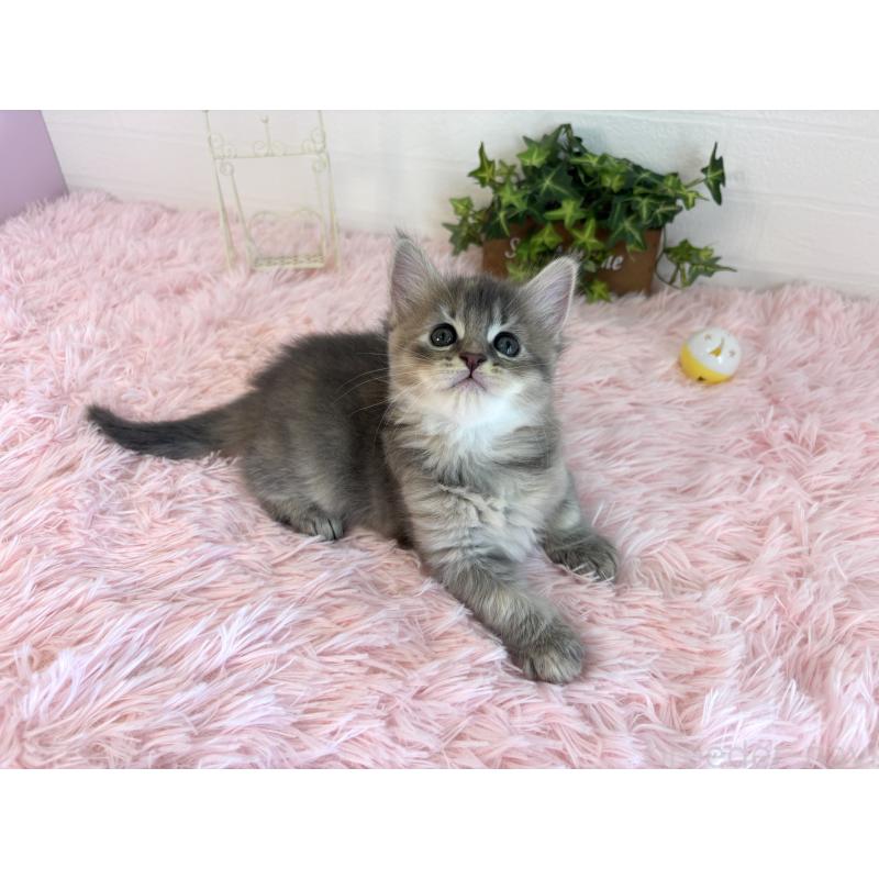 販売中の福島県のマンチカン-130562の13枚目