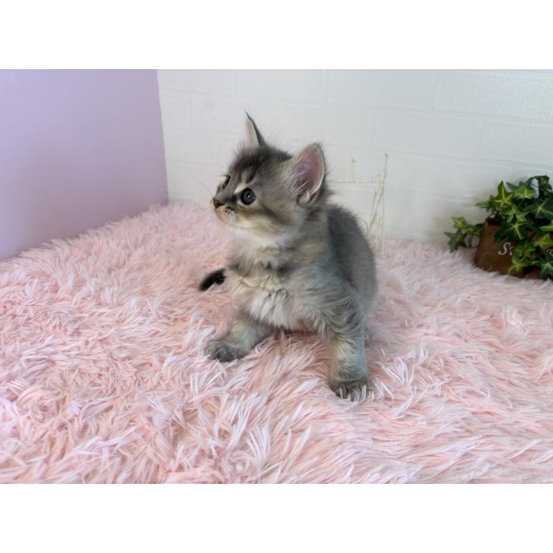 販売中の福島県のマンチカン-130562の12枚目