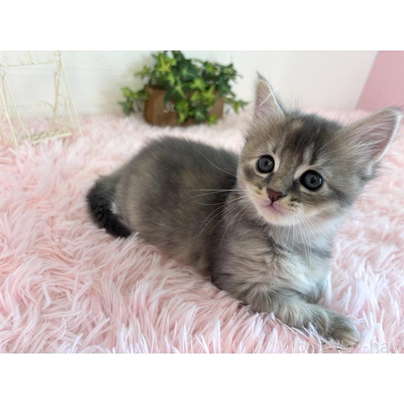 販売中の福島県のマンチカン-130562の11枚目